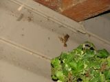 Pacific Tree Frog back home on back deck